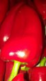 /products/kapia-paprika-magyar-napi-ar/